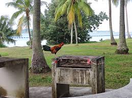 Pasir ris park is a charming and tranquil park that offers modern amenities for cycling and inline skating, as well as barbecue pits for rental. Met This Fella At Pasir Ris Park He Seems Almost Disappointed The Bbq Pit Is Closed Singapore