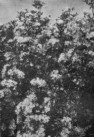 The cornus florida, commonly known as the white dogwood tree, is a flowering tree that is great to use in your landscaping. Trees The Yosemite Valley 1910 By Galen Clark