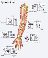 Making The Body Move Muscles And Joints Of The Human Body Human Body Human Mechanics Female Robot