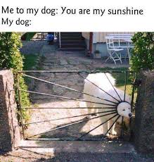 Последние твиты от sunshine memes (@sunshinememes). Dopl3r Com Memes Me To My Dog You Are My Sunshine My Dog