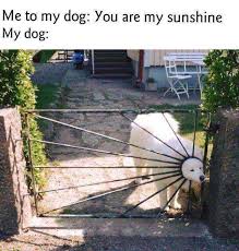 Последние твиты от sunshine memes (@sunshinememes). Dopl3r Com Memes Me To My Dog You Are My Sunshine My Dog
