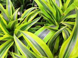 The plant list includes a further 43 scientific plant names of infraspecific rank for the genus dracaena. 12 Best Dracaena Plants To Grow At Home Petal Republic