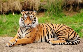 Jun 29, 2021 · tiger quiz. Quiz How Much Do You Know About The Proud Tiger Trivia Quizzes Quizzes