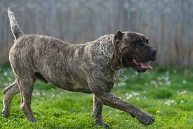 Look at pictures of presa canario puppies who need a home. Perro De Presa Canario Dog Breed Information American Kennel Club