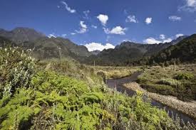 Image result for Carex bequaertii