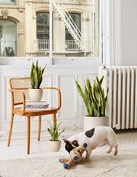 Image result for Asplenium laurentii