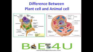 Difference between plant and animal cell cycle. 5 Major Differences Between Animal Cell And Plant Cell Youtube