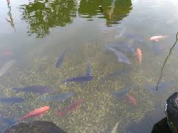Cara membuat kolam ikan di depan rumah akan dibahas dalam artikel lain, sebenarnya membuatnya mudah kok. Keuntungan Mempunyai Kolam Ikan Koi Di Dalam Rumah Kaskus