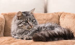 Kedi Satin Almak Kedi Sahiplenmek Suzionline