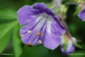Image result for Hydrophyllaceae