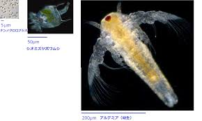 ブライン シュリンプ 大き さ