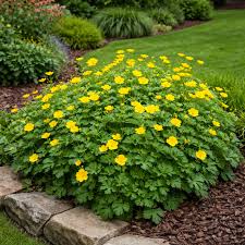 Image result for Ranunculus rugegensis