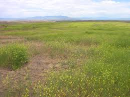 Species Sisymbrium Altissimum