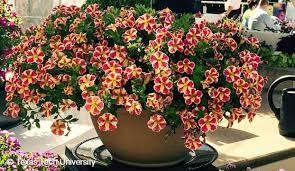 Image result for foto Million Bells