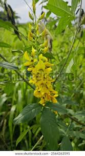 Image result for Crotalaria trichotoma