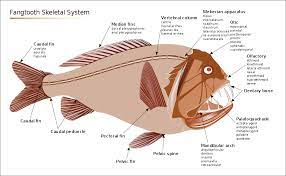 In the second step, from the cause and effect diagram, drag and drop the fishbone shape onto the left side at the canvas. File Anoplogaster Cornuta Skeletal System En Svg Wikimedia Commons
