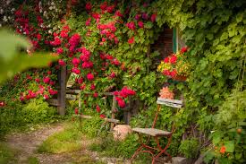 Daneben existieren einige kletternde arten. Kletterrosen Sorten Die Schonsten Kletterrosen Plantura