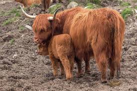 Feb 15, 2018 · highland cow poster de. Scottish Highland Cow Mother With Her Baby Calf Photograph By Haley Redshaw