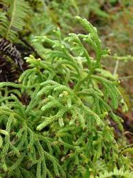 Image result for Lycopodiella cernua