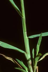 Image result for Digitaria minoriflora