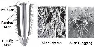 Apakah akar tunggang berfungsi sebagai media pertumbuhan tanaman? Struktur Dan Fungsi Bagian Tumbuhan