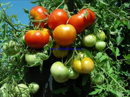 Maybe you would like to learn more about one of these? Silvery Fir Tree Tomatensamen Tomatensaatgut