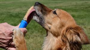 But, you must only feed your dog. Can Dogs Eat Peanut Butter Is It Safe Dogsgossip Com