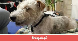 Zrzutka na Rehabilitacja Reksia