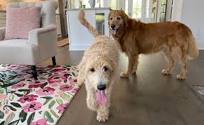 While laminate is great for pet owners, it can also be very slippery for furry paws. Which Flooring Is Best For Homes With Pets Hagood Homes Wilmington Nc Custom Home Builder
