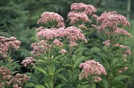 Image result for Pycreus mortonii