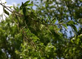 Image result for Antidesma venosum