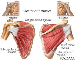 Great Article Remember To Stretch Your Shoulders Rotator Cuff Rotator Cuff Exercises Subscapularis Muscle