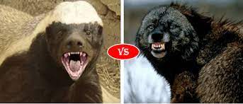 We did not find results for: Wolverine Vs Honey Badger Fight Comparison Who Will Win