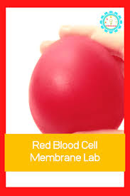 Pin On Science Human Body