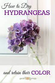 The Simple Way To Dry Hydrangea Flowers And Retain Their Color Dried Hydrangeas Growing Hydrangeas Hydrangea Flower