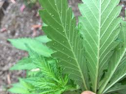 Powdery mildew is more likely in humid conditions. Little White Dots On Back Of Leaves 420 Magazine