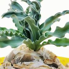 Image result for Drimia calcarata