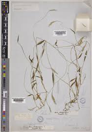 Image result for Microstegium fasciculatum