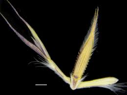 Image result for Elionurus tripsacoides