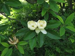 Houston şehir merkezinde yer alan bu otel, astros beyzbol takımına ev sahipliği yapan minute maid william p. What S Blooming At Bayou Bend Magnolias Inside The Mfah The Museum Of Fine Arts Houston