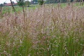 Includes data from the synonyms: Deschampsia Flexuosa Drahtschmiele