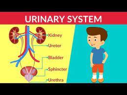 Urinary System How Your Urinary System Works Urinary System Parts Function Video For Kids Youtube In 2021 Fun Learning System Youtube Kids