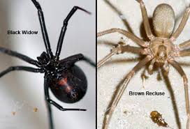 Black widow spiders have the most toxic spider bite in the us. Spider Bites Black Widow Vs Brown Recluse First Aid