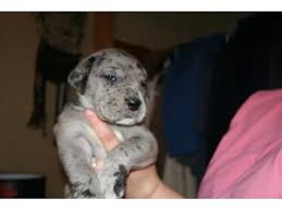Treat coccidia in cats naturally. Bullmastiff Puppies In Michigan