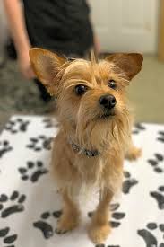 Since it is so steadfast and brilliant, preparing a wire chiwoxy is a social undertaking. Want To Adopt A Pet Here Are 7 Lovable Pups To Adopt Now In St Louis