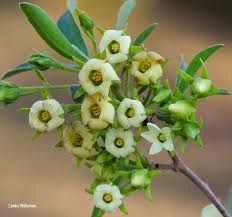 Image result for Diospyros lycioides