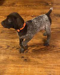 For example, you can view all the coon dogs, bird dogs, or maybe just the water dogs. On Point Bird Dogs Home Facebook