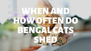 Bengal cats have uniquely fine pelts that require considerably less maintenance than other breeds. When How Often Do Bengal Cats Shed Authentic Bengal Cats