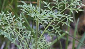 Pest Profile: Flixweed | ADAMA West Canada