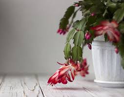Algunos florecen todos los años, otros tardan hasta 15 años en florecer. Cactus De Navidad Una Dosis Extra De Belleza Y Color Para Tu Casa Foto 1